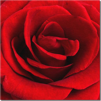 rose d'amour